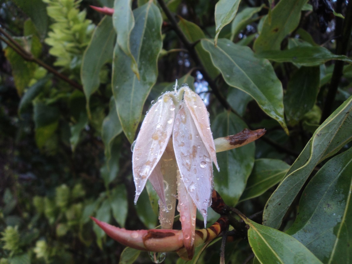 Neolitsea fuscata (Thwaites) Alston